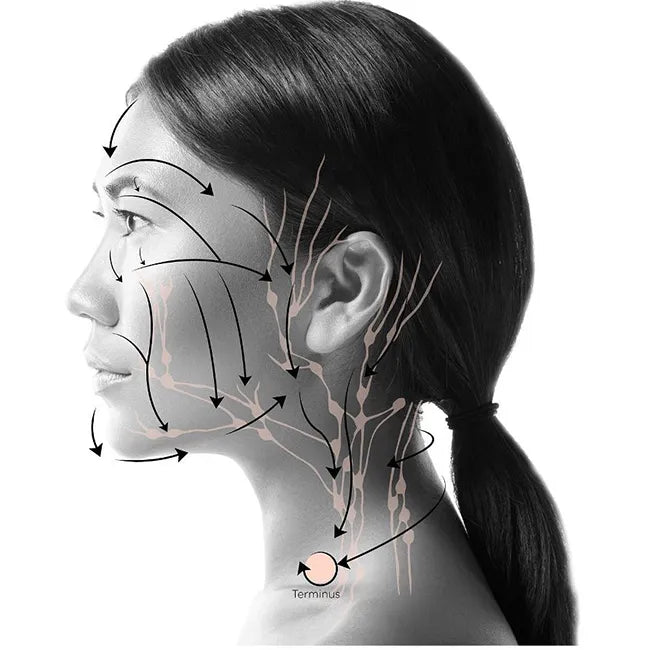 GlowSculpt Lymphatic Contour Brush